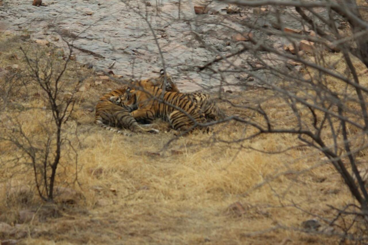 Hotel Tiger Regency Resort Sawai Madhopur Extérieur photo